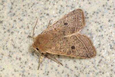 廬山夢尼夜蛾 Orthosia lushana 雄蟲