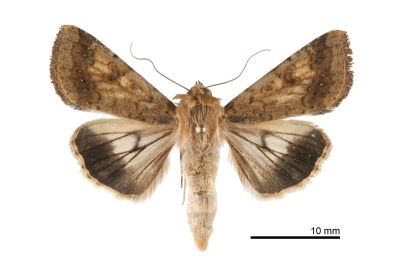 棉鈴實夜蛾 Helicoverpa armigera 雌蟲