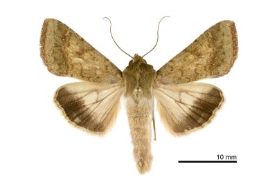 棉鈴實夜蛾 Helicoverpa armigera 雄蟲