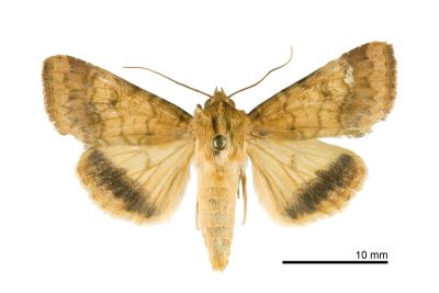 煙實夜蛾 Helicoverpa assulta 雄蟲