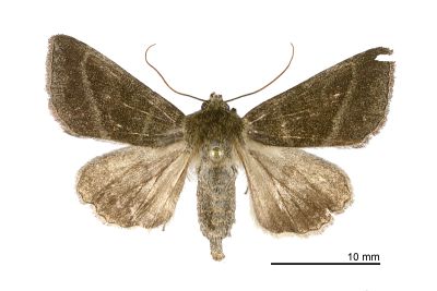 核桃兜夜蛾 Pyrrhia bifasciata 雌蟲