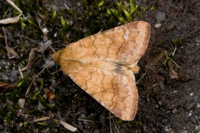 煙實夜蛾 Helicoverpa assulta 雄蟲