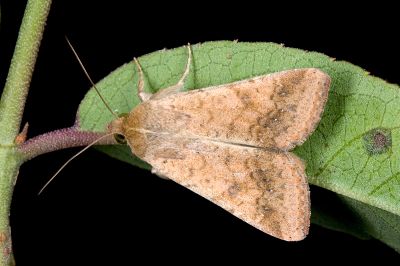 棉鈴實夜蛾 Helicoverpa armigera 雄蟲