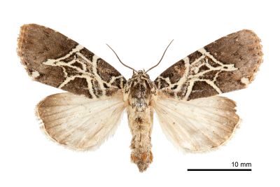 新交蘭紋夜蛾 Lophonycta neoconfusa 雌蟲