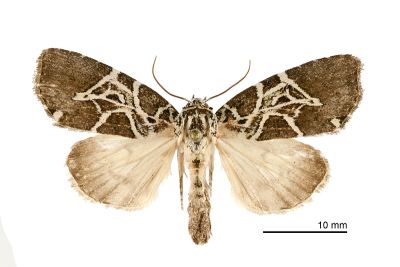 新交蘭紋夜蛾 Lophonycta neoconfusa 雄蟲