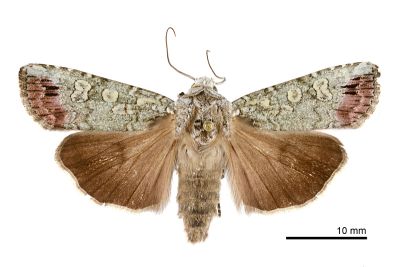 粉端青綠夜蛾 Actebia praecurrens 雄蟲