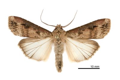 小地老虎 Agrotis ipsilon 雄蟲