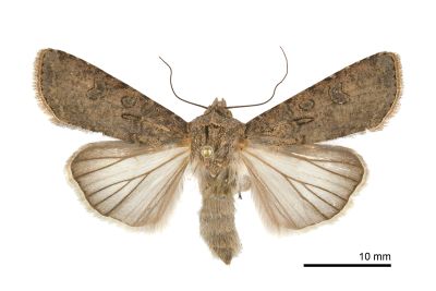 黃地老虎 Agrotis segetum 雌蟲