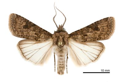 黃地老虎 Agrotis segetum 雄蟲