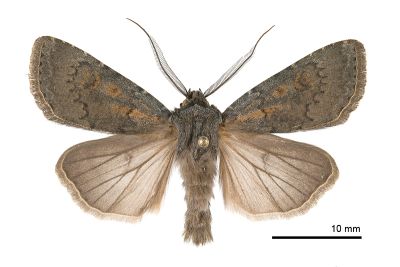 臺灣地老虎 Agrotis taiwana 雄蟲