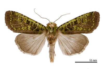 綠叉組夜蛾 Anaplectoides fuscivirens 雌蟲