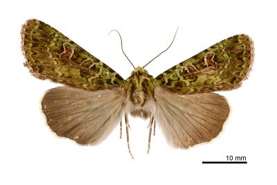 半叉組夜蛾 Anaplectoides semivirens 雄蟲