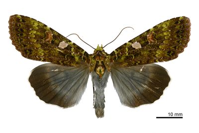 藍綠組夜蛾 Anaplectoides inouei 雄蟲