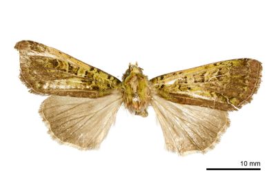 綠叉組夜蛾 Anaplectoides fuscivirens 雄蟲