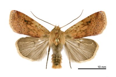 黃炎歹夜蛾 Diarsia arenosoides 雄蟲