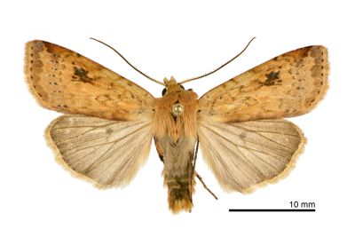 黃炎歹夜蛾 Diarsia arenosoides 雄蟲