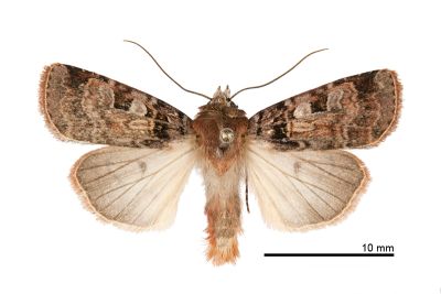 寶島歹夜蛾 Diarsia formosensis 雄蟲