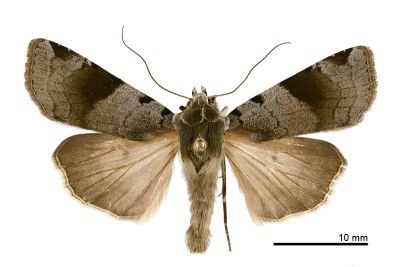 黑帶歹夜蛾 Diarsia nigrafasciata 雄蟲