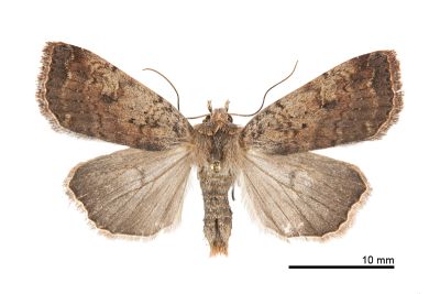 黃褐歹夜蛾 Diarsia unica 雌蟲