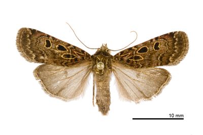 寶島狹翅夜蛾 Hermonassa formontana 雌蟲