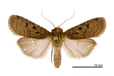 半圓狹翅夜蛾 Hermonassa hemicyclia 雌蟲