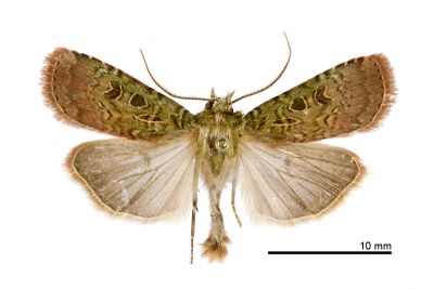 浮狹翅夜蛾 Hermonassa inconstans 雄蟲