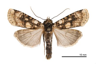 雷氏狹翅夜蛾 Hermonassa legraini 雄蟲