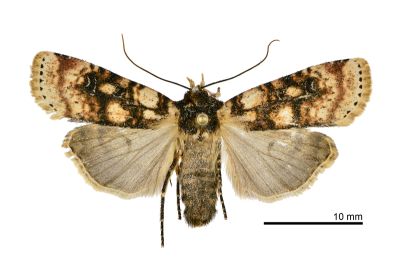 雷氏狹翅夜蛾 Hermonassa legraini 雌蟲