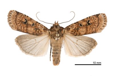 普氏狹翅夜蛾 Hermonassa plantei 雄蟲