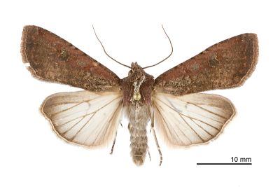 疆夜蛾 Peridroma saucia 雄蟲