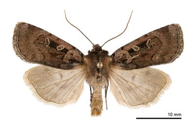 高山擬狹翅夜蛾 Pseudohermonassa owadai 雄蟲