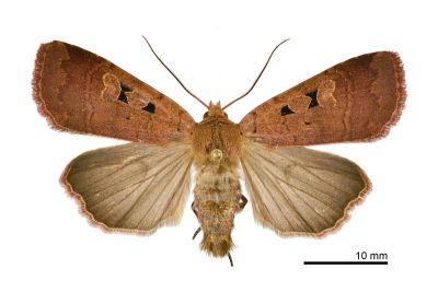 遙扇夜蛾 Sineugraphe elkalandozta 雄蟲