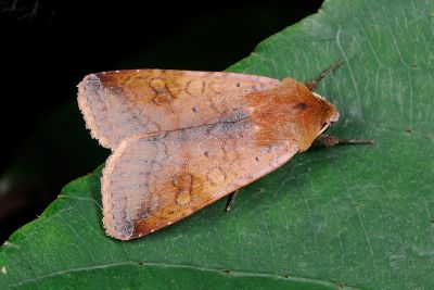 紅褐歹夜蛾 Diarsia taidactyla 雄蟲