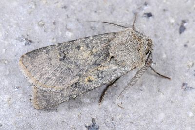臺灣地老虎 Agrotis taiwana 雄蟲