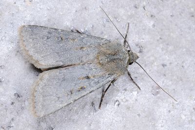 臺灣地老虎 Agrotis taiwana 雌蟲
