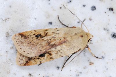 黃炎歹夜蛾 Diarsia arenosoides 雌蟲
