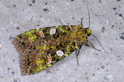 藍綠組夜蛾 Anaplectoides inouei 雄蟲
