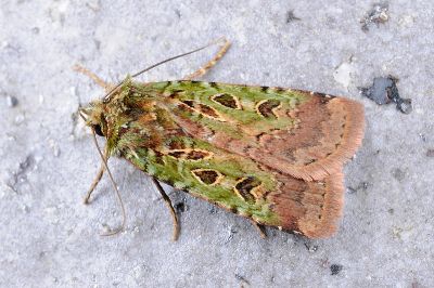 浮狹翅夜蛾 Hermonassa inconstans 雄蟲