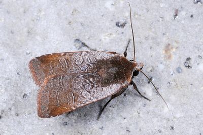 灰褐歹夜蛾 Diarsia subtincta 雄蟲