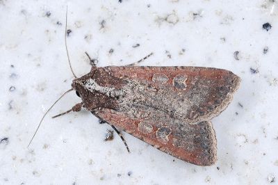 疆夜蛾 Peridroma saucia 雌蟲