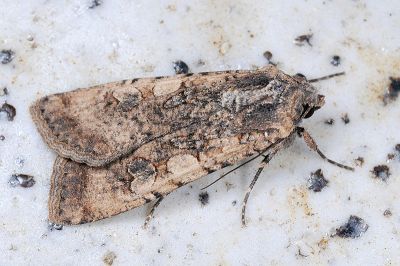 疆夜蛾 Peridroma saucia 雄蟲