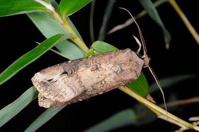 小地老虎 Agrotis ipsilon 雄蟲