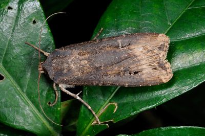 小地老虎 Agrotis ipsilon 雌蟲