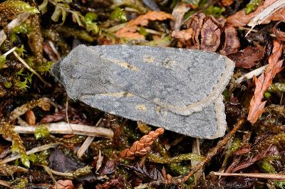 臺灣地老虎 Agrotis taiwana 雌蟲