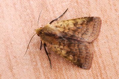 臺灣歹夜蛾 Diarsia formosana 雄蟲