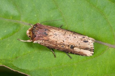 朽木夜蛾 Axylia putris triseriata 雄蟲