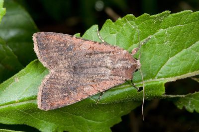 疆夜蛾 Peridroma saucia 雌蟲
