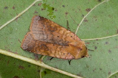 臺灣歹夜蛾 Diarsia formosana 雄蟲