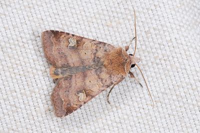 灰歹夜蛾 Diarsia canescens 雄蟲