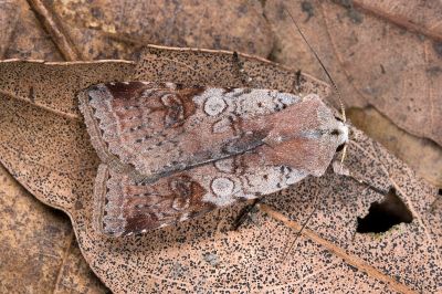 煙歹夜蛾 Diarsia carnipennis 雌蟲